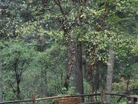 温柔岁月记