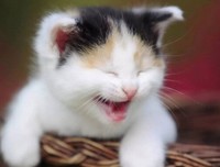 最新的微笑的猫名言大全