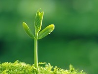 最经典的《足下的恋人》经典句子