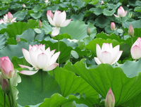 莲花郎面15句经典名言
