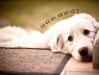 #115金牌单身狗之夜# 单身，他们是认真的！