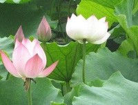 最全的潭石的名言