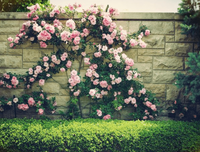 《寄夜者》好段摘抄