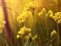最经典的《遮天》经典的句子大全