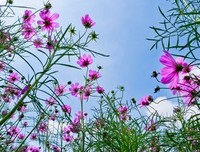 格桑花开