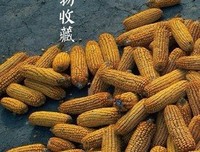立冬送寒衣