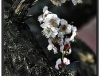 有关白落梅的句子