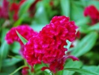 最全的《未闻花名》好段摘抄