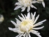来世愿为崖上花