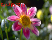 我读思《独坐敬亭山》