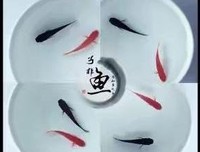  童心 的浪漫表达