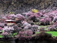 桃花深处