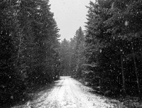 最新的《雪落香杉树》经典语录
