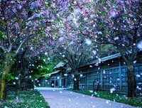 最全的《然气要生然气要之地来中到风来中到桃花》佳句