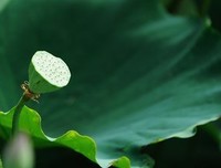 风景的句子