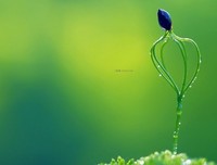 最经典的《君九龄》经典的句子