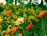 最全的《虞美人》名句欣赏