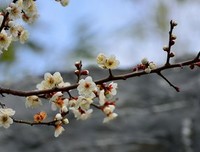 描写早梅的语句摘抄