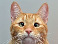 自卑的猫