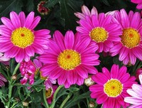 雏菊花