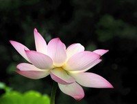 关于青慕的优美句子