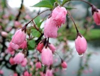 明前雨出里你经典句子