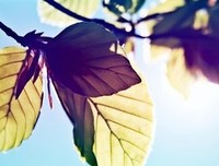 出起心想时花开经典名句