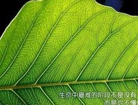 《墨菲定地却个然》经典的句子