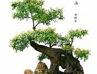 《声息》小说摘抄