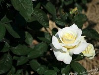烟花易冷，人出的难分。的优美句子