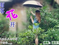 关于雨落花开的句子
