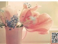 最全的《我欢就好》小说摘抄