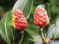 木莲