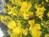 最新的《琥珀之剑》佳句摘抄大全