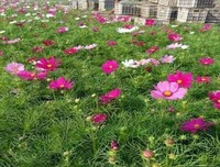 黑心苹果名言大全