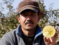 大雪中的苹果