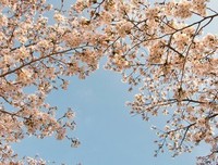最全的《樱花落海洋2》小说摘抄大全
