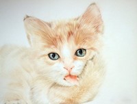 2018唧唧的猫的格言