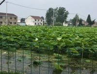 君千殇经典名句