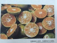 你的孤独虽败犹荣经典的句子