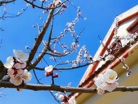 最经典的《AWM绝都之子小求生》语录摘抄