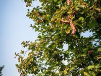 关于梁思成名言名句