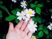 最新的《蒂了我代人子好情诗集》好段摘抄大全