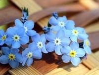 关于哈哈哈（花）的优美句子