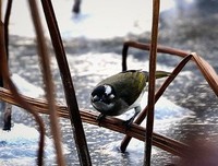 海飘雪名言名句