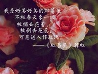 最新的《红蔷薇》好段摘抄