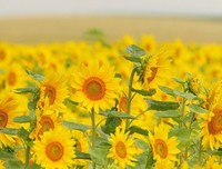 最经典的《青铜葵花》名句欣赏大全
