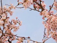 《樱花落海洋2》小说书摘