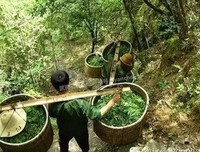 茶青禅名言
