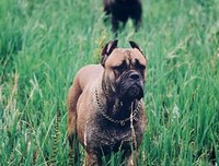 关于恶犬的名句摘抄